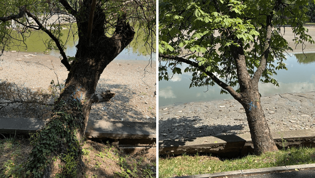 Peste 100 de arbori de pe malul lacului Herăstrău vor fi defrişaţi, anunță Primăria Capitalei