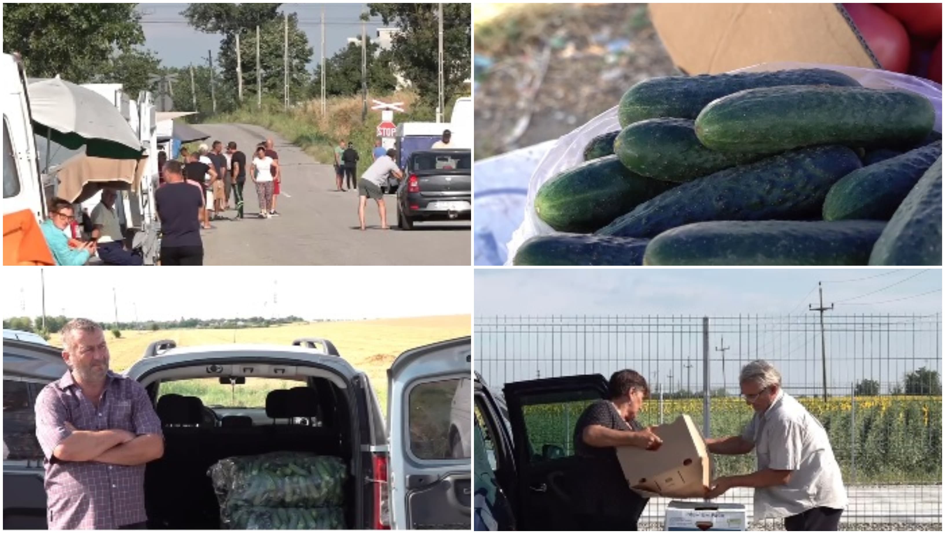 Supraproducția de castraveți, eșec pentru producătorii din Olt. Prețul derizoriu cu care se vinde sacul de 25 de kilograme. „E pomană”