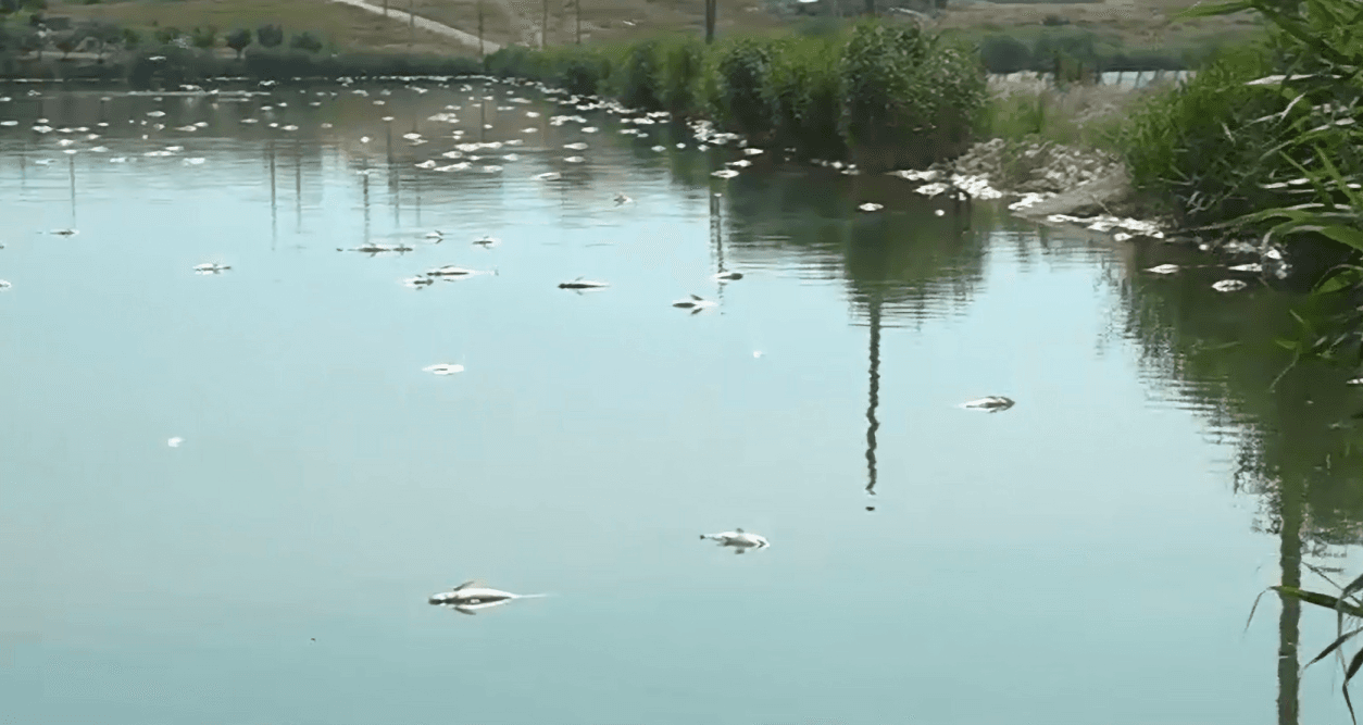 Dezastru ecologic pe lacul Corbu din Constanța: mii de pești au murit