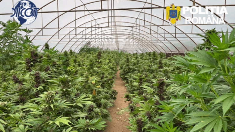 Captură record de canabis, în Neamț. Peste 2.600 de plante și un laborator clandestin, descoperite de anchetatori