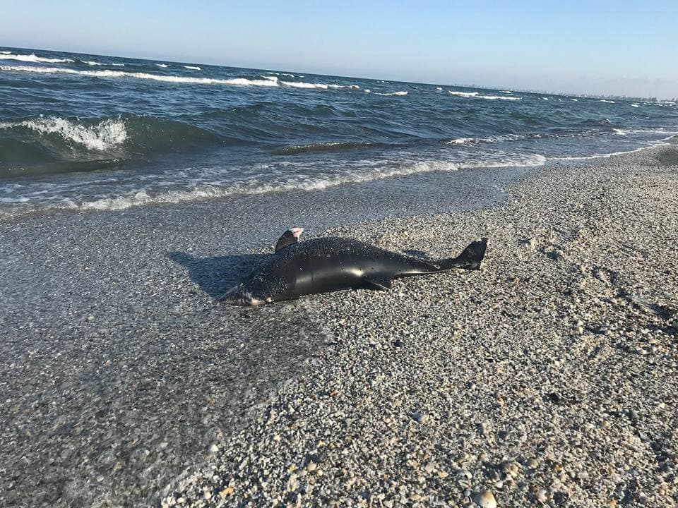 Record îngrijorător pe litoral: peste 80 de delfini au eșuat de la începutul anului