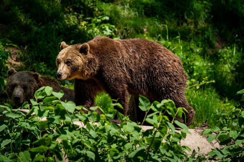 Ursoaica intrată cu puii într-o casă din Bușteni a fost împușcată. Un pui a murit