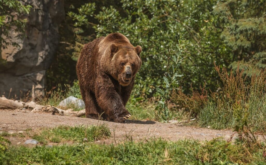 Jandarmii din Suceava au coborât de pe munte 37 de turiști polonezi care s-au întâlnit cu o ursoaică și puiul ei (Video)