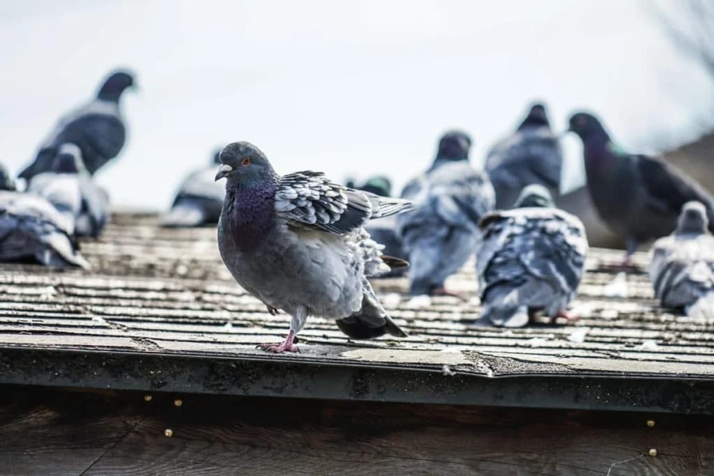 Te-ai săturat de porumbei și mizerie? Iată cum poți scapa de păsări fără să le faci rău