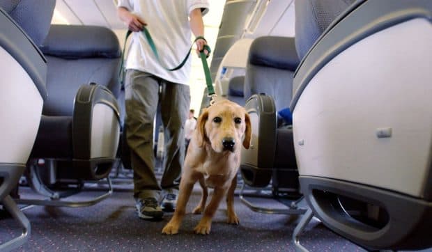 Ce reguli trebuie să respecți dacă îți iei animalul de companie cu tine în avion: ghidul TAROM pentru călătorii blănoși