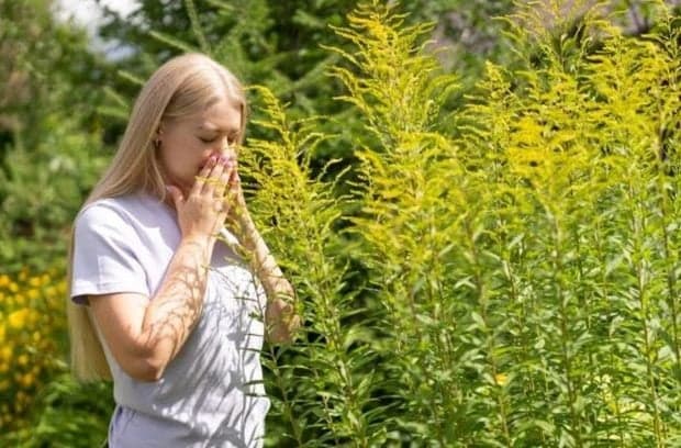 Amenzi de 20.000 de lei pentru peste 100 de proprietari din Timișoara care nu distrug ambrozia până la 30 iunie
