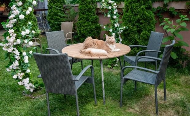 Prima cafenea cu pisici Maine Coon din România se deschide în București. Unde se află locația, prețurile din meniu și regulile casei