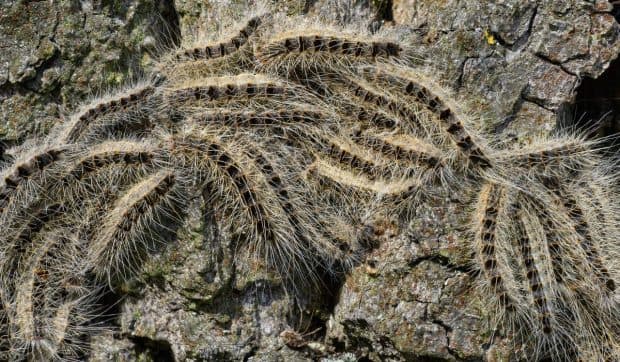 Alertă de proporții în Germania din cauza unei insecte minuscule: școli și parcuri închise de urgență
