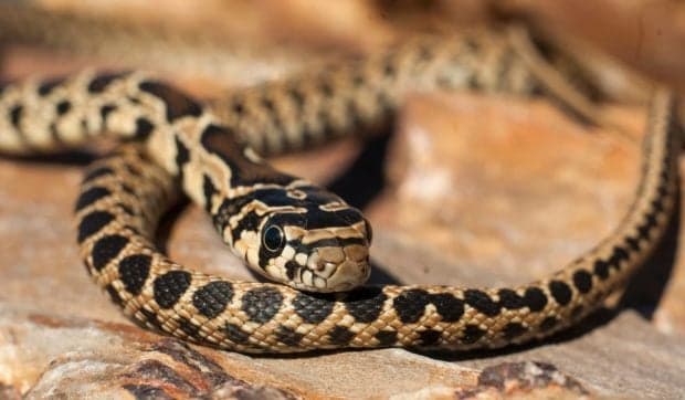 O specie de șarpe invaziv se răspândește galopant în Ibiza și Mallorca. Animalul înoată între insule și ucide specii pe cale de dispariție