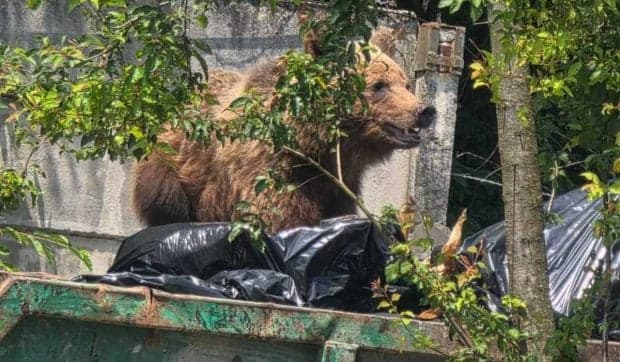 Un urs intrat în curtea unui spital din Brașov a fost împușcat, după ce nu a reacționat la semnalele acustice ale jandarmilor