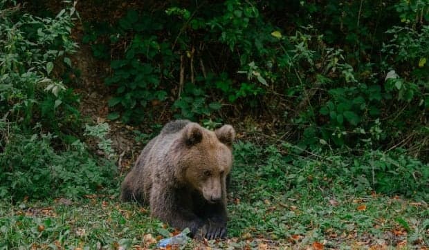 Un urs a intrat într-o curte de pe Valea Avrigului, a mâncat 20 de găini și nu a mai vrut să plece