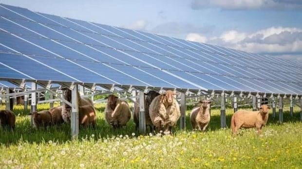 Nemții construiesc un parc agrivoltaic de aproape 100 MW în județul Bihor. Cum sunt montate panourile solare