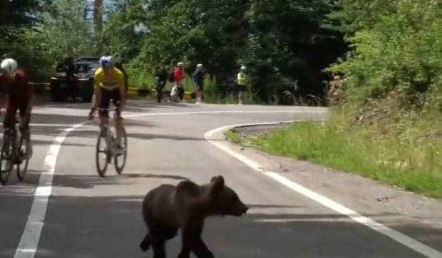 Un ursuleț le-a tăiat calea cicliștilor la Turul Ciclist al Sibiului, iar momentul a ajuns în presa sportivă internațională | VIDEO