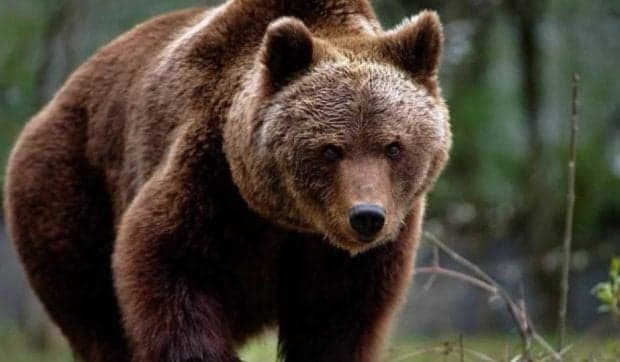 Ursoaică împușcată în Brașov după ce a intrat în oraș. O altă femelă cu trei pui a fost alungată în pădure