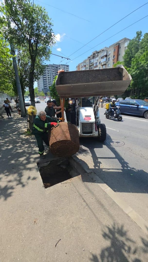 Calea Văcărești, mai verde și mai accesibilă mijloacelor de transport public. Peste 300 de arbori vor încadra calea de rulare a tramvaielor, pentru a reduce poluarea, zgomotul produs de trafic și disconfortul termic