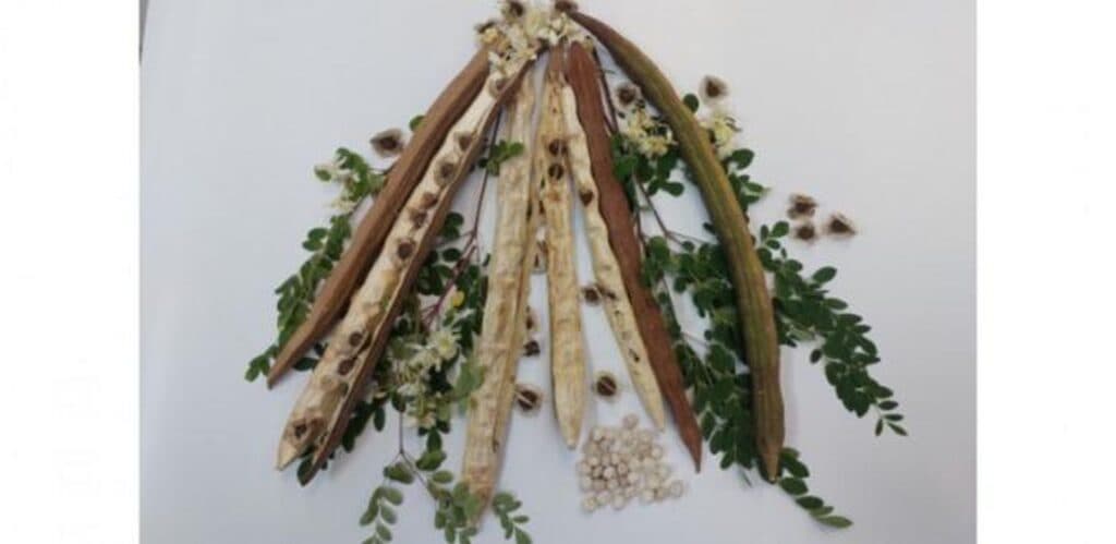 O plantă comună din Brazilia are potențialul de a elimina microplasticele din apă