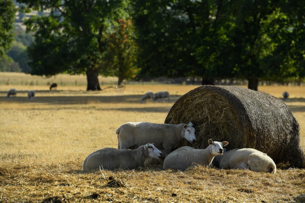 Animalele sălbatice, victime tăcute ale valurilor de căldură