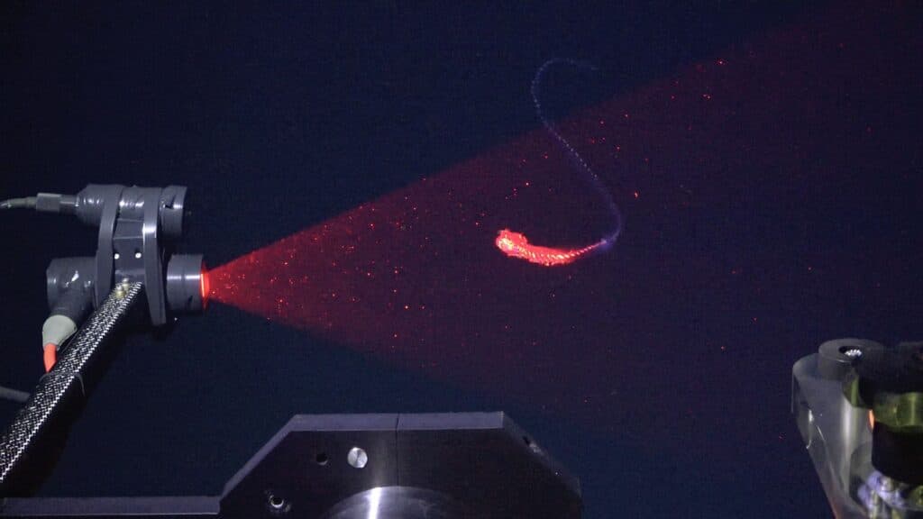 Zeci de noi specii incredibile de animale au fost descoperite în adâncurile Oceanului Atlantic