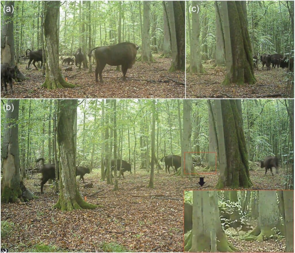 Pentru prima dată, lupii au fost filmați vânând zimbri într-o pădure europeană străveche