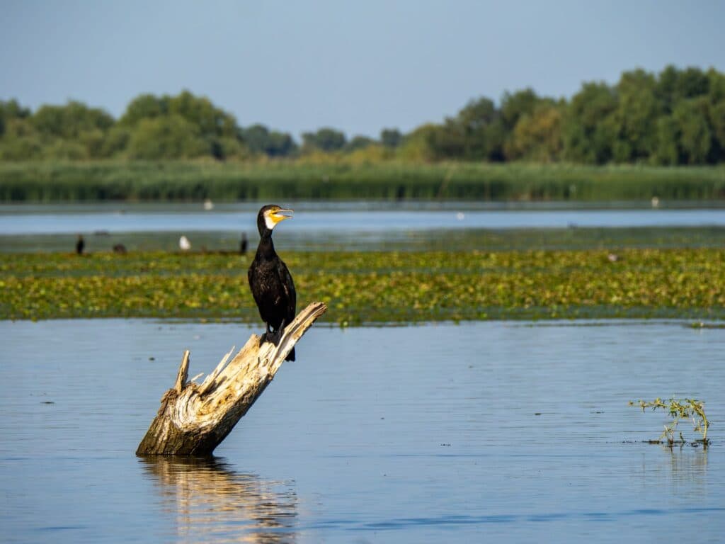 De ce vor statele UE să scape de cormorani?