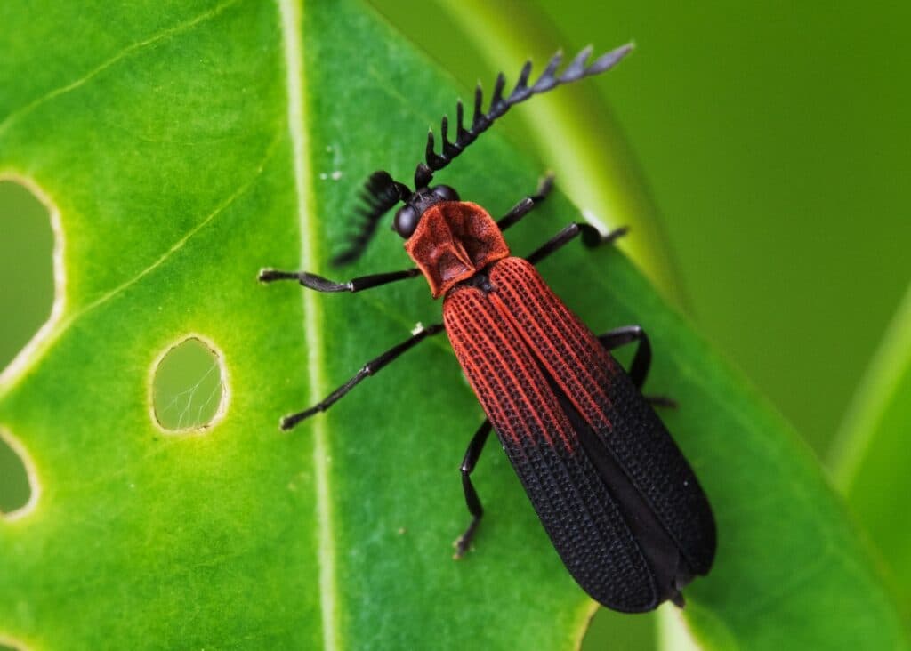 Cercetătorii au numărat din nou câte insecte sunt pe Pământ, iar rezultatul a depășit așteptările