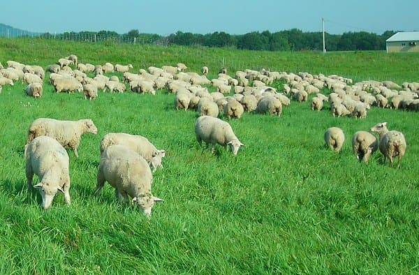 România are cel mai bogat pământ din Europa. Pajiștile sunt o avere naţională – Preşedintele Academiei de Ştiinţe Agricole şi Silvice