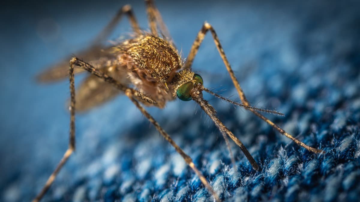 Franța eliberează milioane de țânțari în orașe pentru a reduce o specie invazivă asociată cu răspândirea unor boli precum Dengue, Zika și Chikungunya