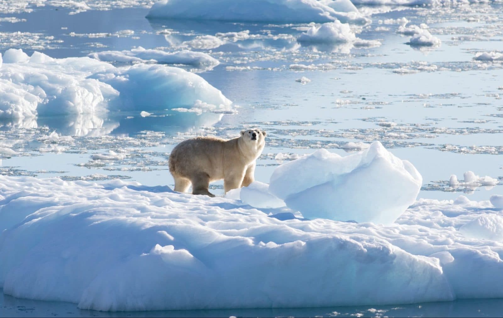 Premieră în Europa: Un urs polar a fost depistat cu gripă aviară / ”Virusul s-a răspândit în zone noi în ultimii ani, inclusiv în Arctica”