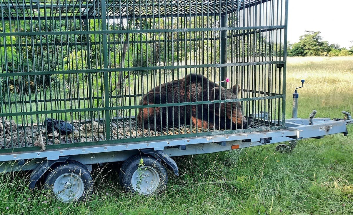 Urs capturat și eutanasiat în Brașov / Animalul mai fusese capturat în localitate / 120 de apeluri la 112 în luna mai