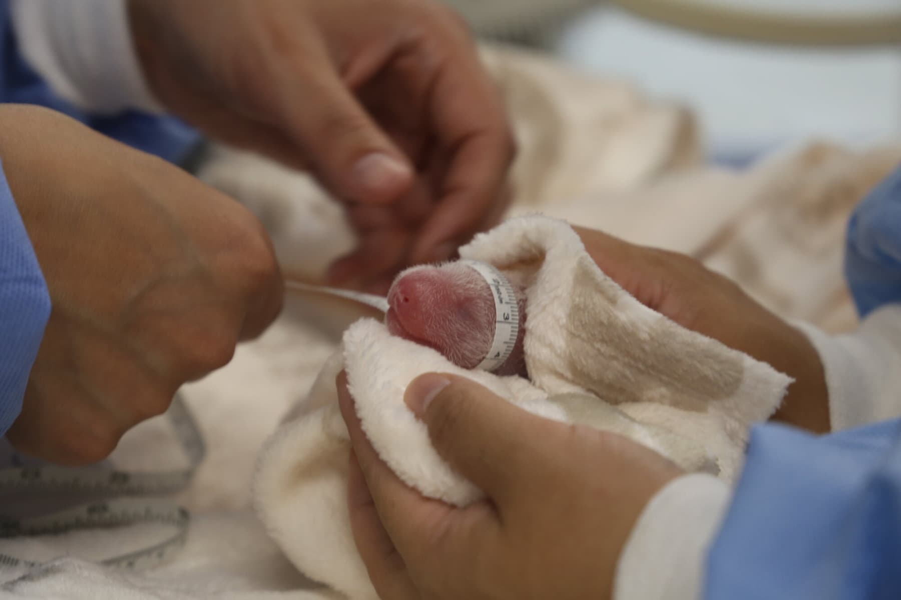 Tații pot asista la naștere la noua maternitate a Spitalului Municipal Timișoara / Îi costă 100 de lei / „Nu orice tată este pregătit pentru această experiență”