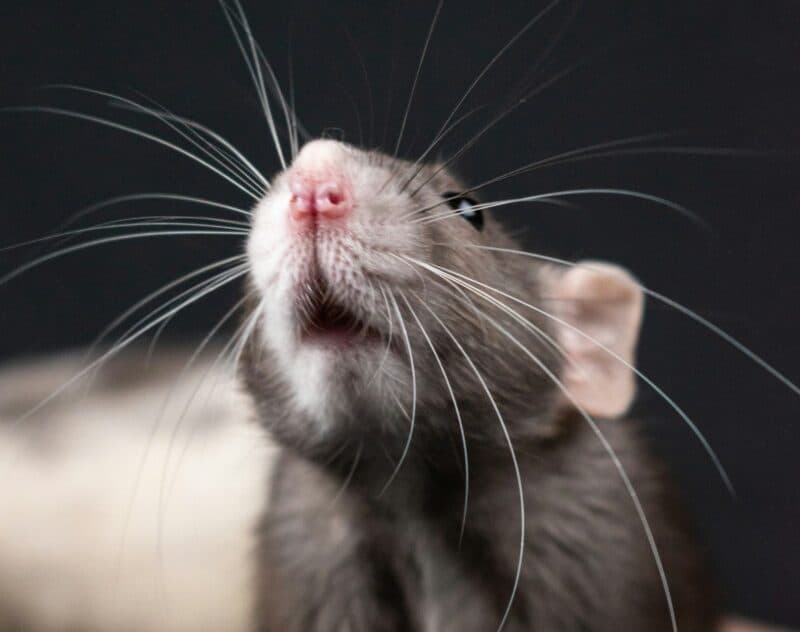 Hantavirus: Rozătoare prinse de cercetători pentru a testa ipoteza transmiterii virusului de animale / Zeci de capcane au fost instalate în jurul orașului turistic Ushuaia din Argentina