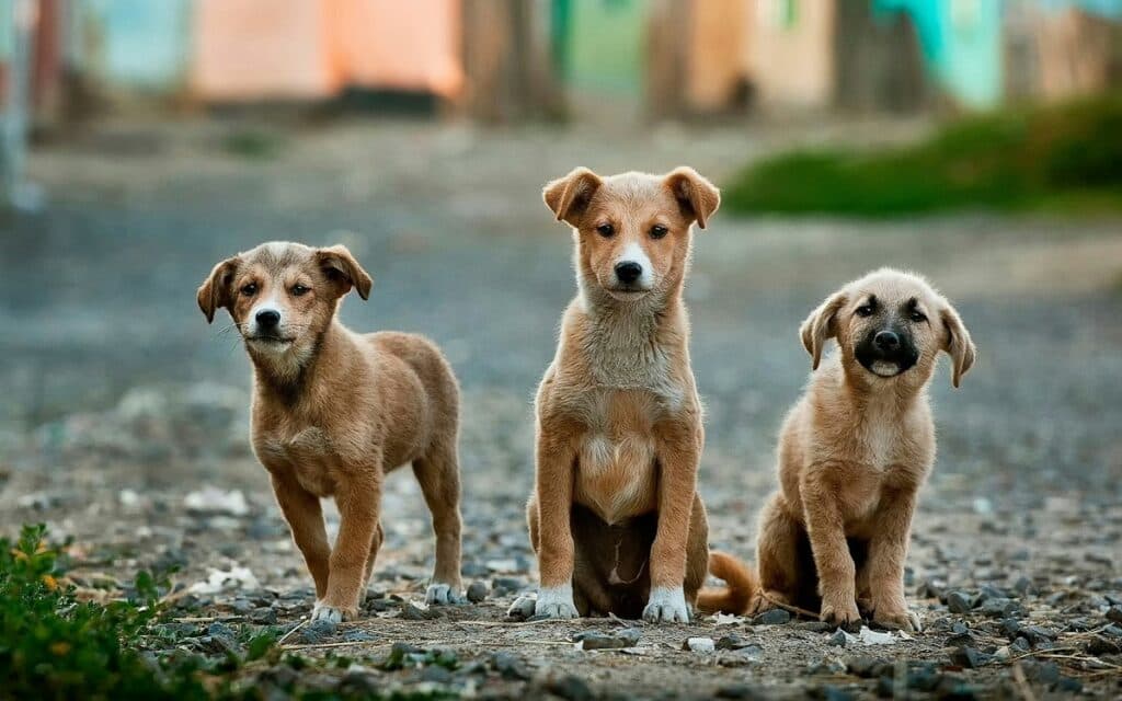În municipiul Constanța e un câine vagabond la 50 de locuitori / ”Sunt capturați în funcție de sesizările cetățenilor”