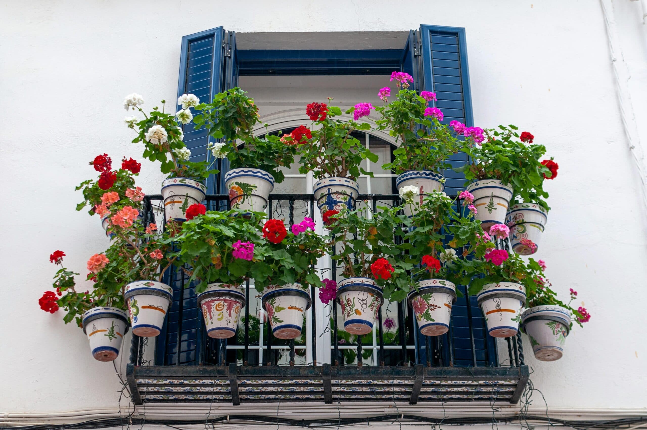 Plante care rezistă la canicula extremă: ce alegi pentru balconul din România