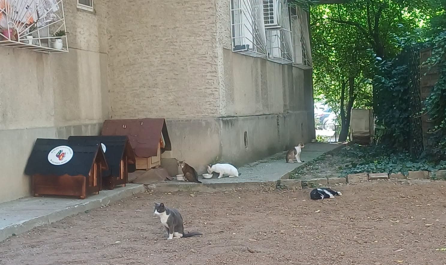 Căsuțe pentru pisici, puse la dispoziție în cartierul Tineretului din Sectorul 4 al Capitalei / Căsuțele pot fi solicitate gratuit
