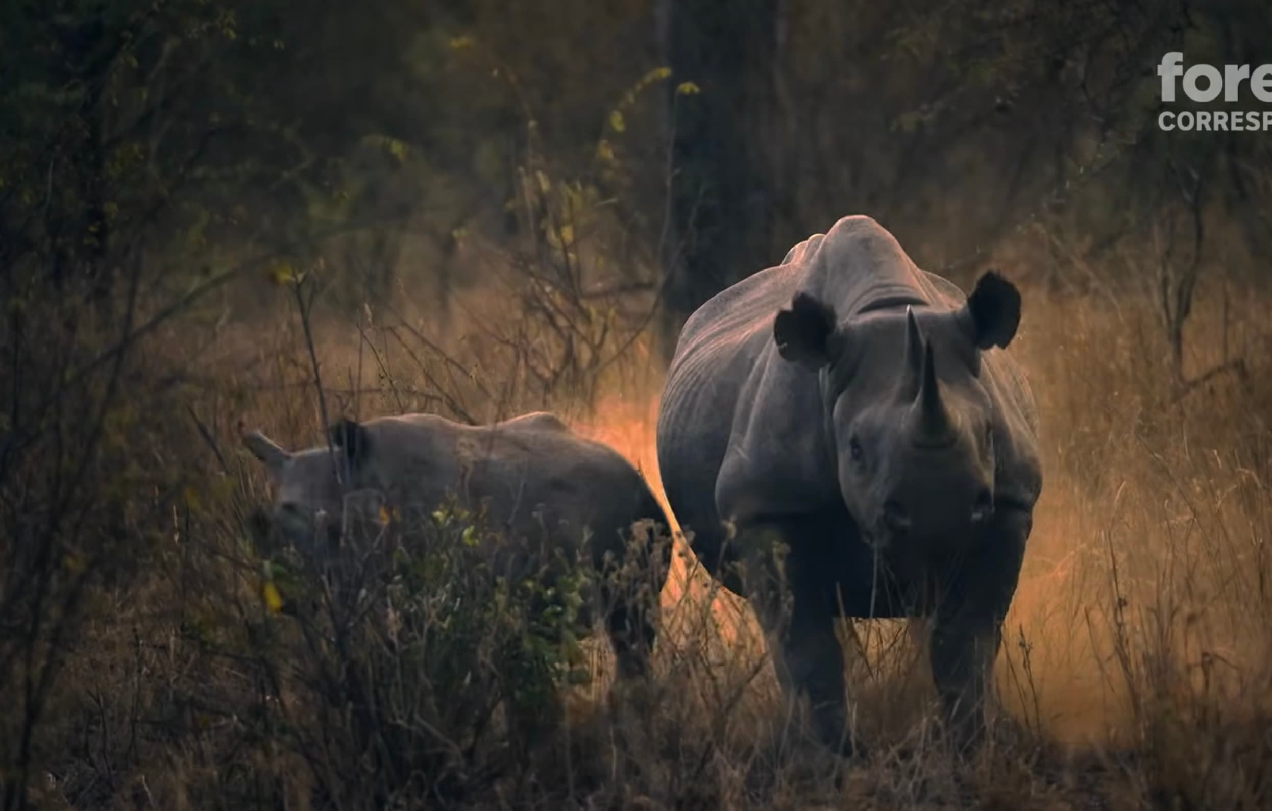 Rinocerii negri revin într-un parc natural din Zimbabwe, la 30 de ani după ce au fost strămutaţi din cauza braconierilor