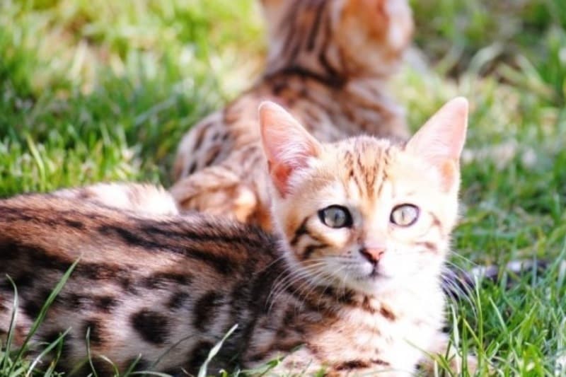 Cele mai premiate feline din România pot fi admirate weekendul acesta la Mall Drumul Taberelor