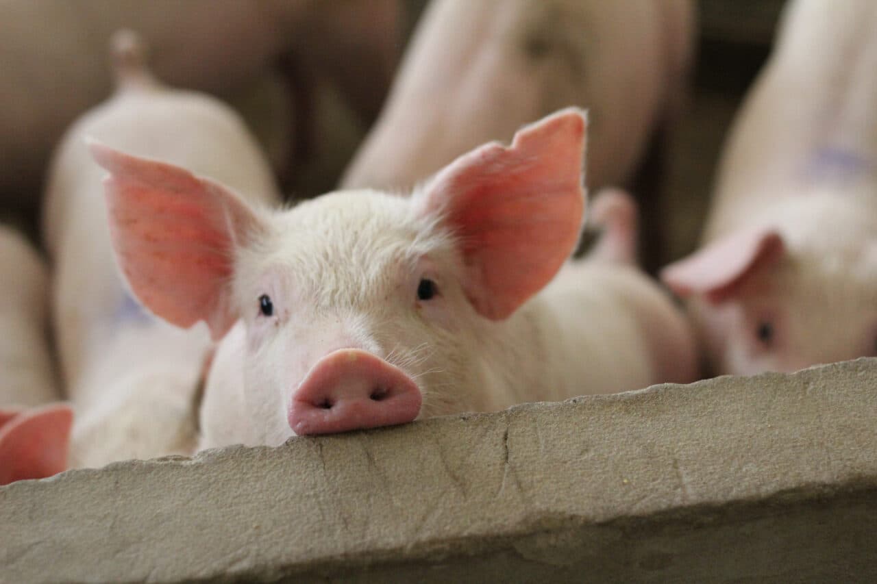 Subvenție de 20 de euro pentru fiecare porc din gospodărie. Anunțul oficial al unui deputat
