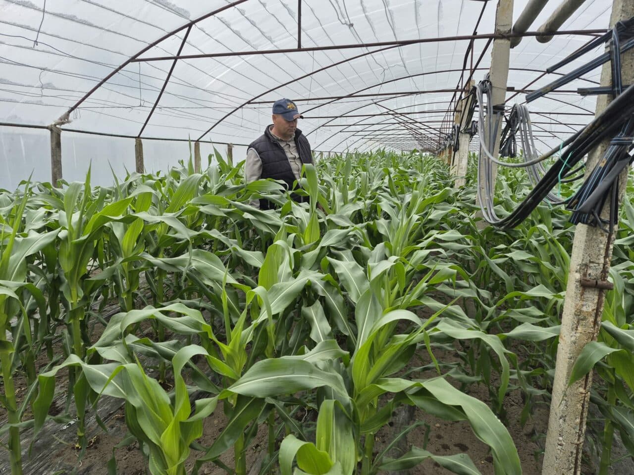 Culturi adaptate schimbărilor climatice și scumpirilor carburanților. Porumbul zaharat, noua cultură care înlocuiește pepenii și tomatele