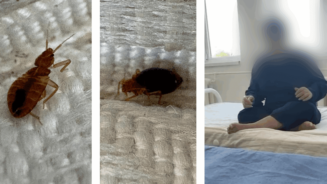 Situație critică la un centru de îngrijiri din Vrancea, infestat cu ploșnițe. Imagini halucinante cu insectele care se „plimbă” în voie pe saltele