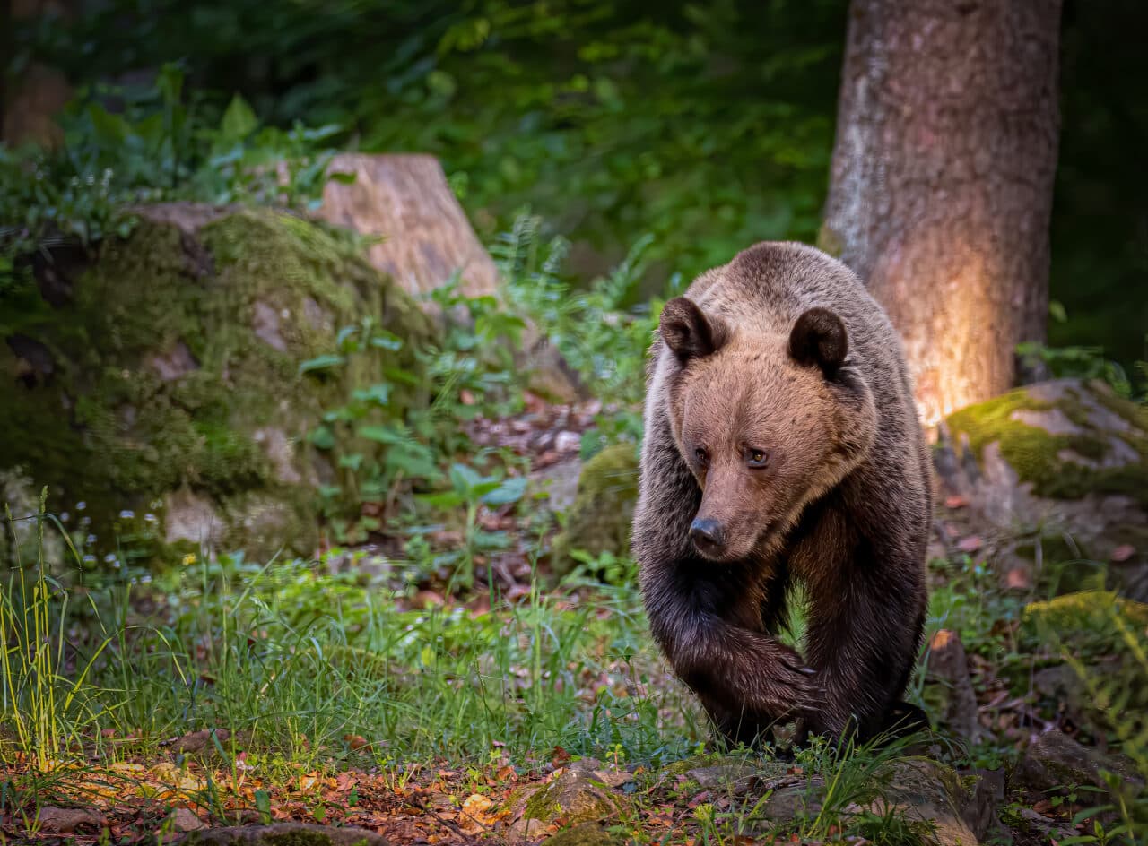 Turistă străină, rănită de un urs pe Transfăgărășan. A fost emis mesaj Ro-Alert