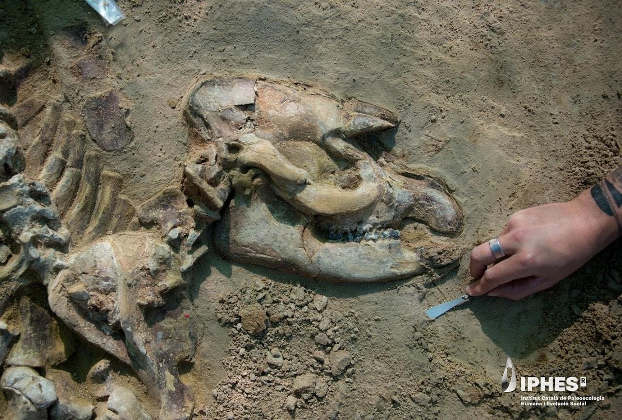 Arheologii au făcut o descoperire uluitoare în Spania. Este cel mai complet schelet găsit vreodată în Europa