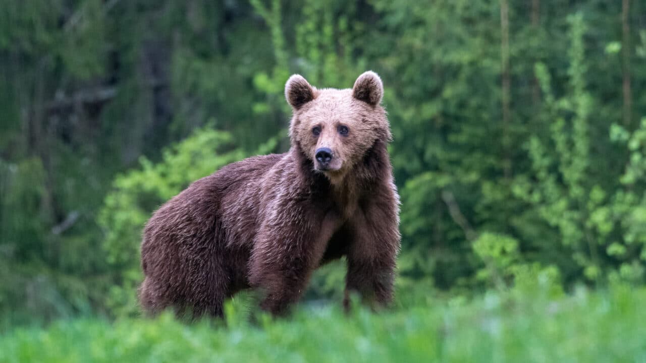 Un nou atac al ursului în deja celebra comună Arefu-Argeș. Încă o turistă străină a fost atacată de jivină