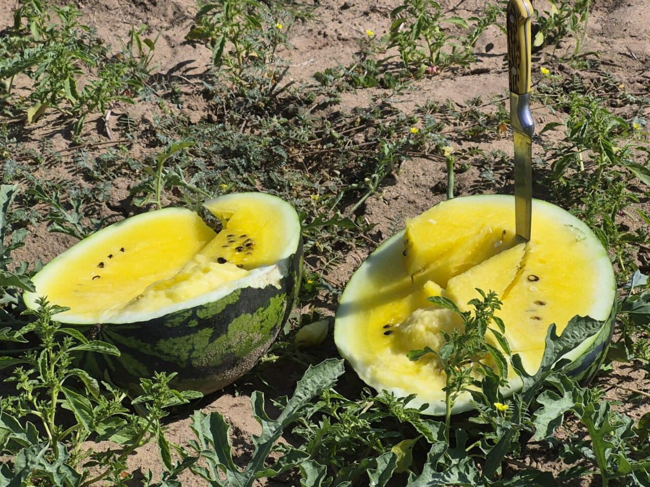 Pepenii cu miez galben din Sahara Olteniei sunt fructele-vedetă ale verii