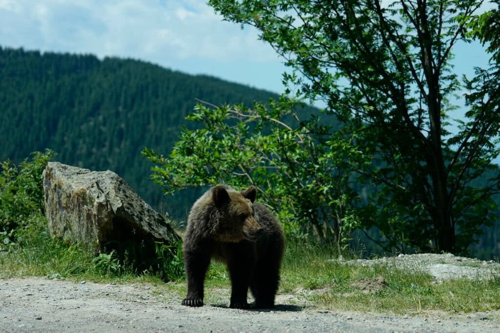 Alertă de urs în județul Sibiu. Autoritățile au emis mesaj RO-Alert pentru populație