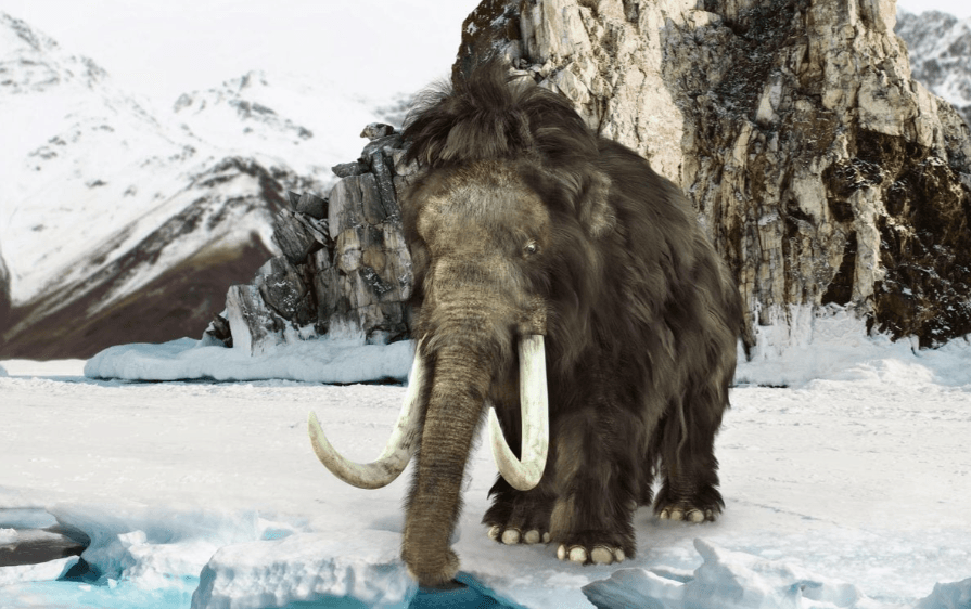 Oamenii de știință au descoperit ADN de mamut în excremente congelate de veveriță