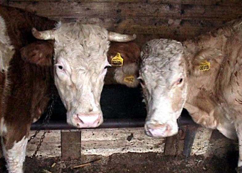 Un gigant apare în zootehnie. Unde se construiește un complex uriaș pentru zeci de mii de bovine destinate exportului