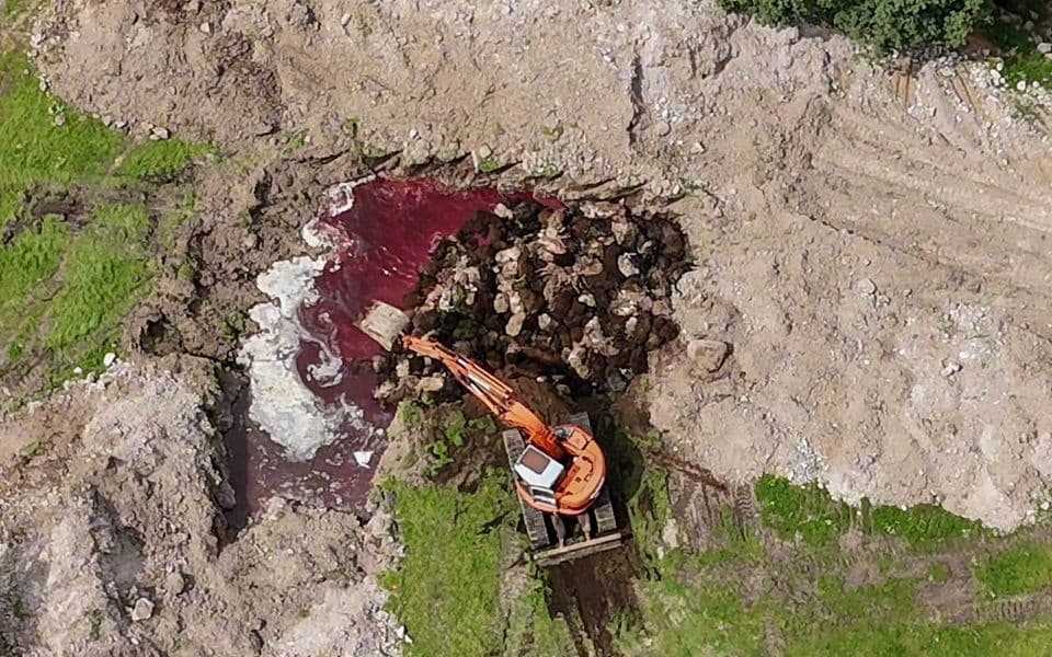 Colaps ecologic în Lesbos / 32.000 de animale, îngropate fără protecție