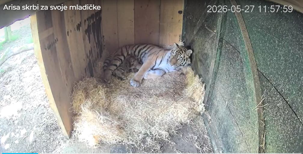 Trei pui de tigru siberian, specie pe cale de dispariție, s-au născut la Grădina Zoologică din Ljubljana