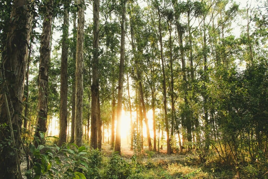 Pădurile plantate în China cresc mai repede decât cele naturale. Marele Zid Verde are 66 de miliarde de copaci