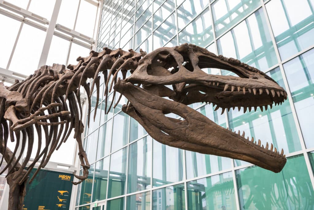 O fosilă uitată într-un sertar timp de 40 de ani s-a dovedit a fi primul os de dinozaur din Antarctica